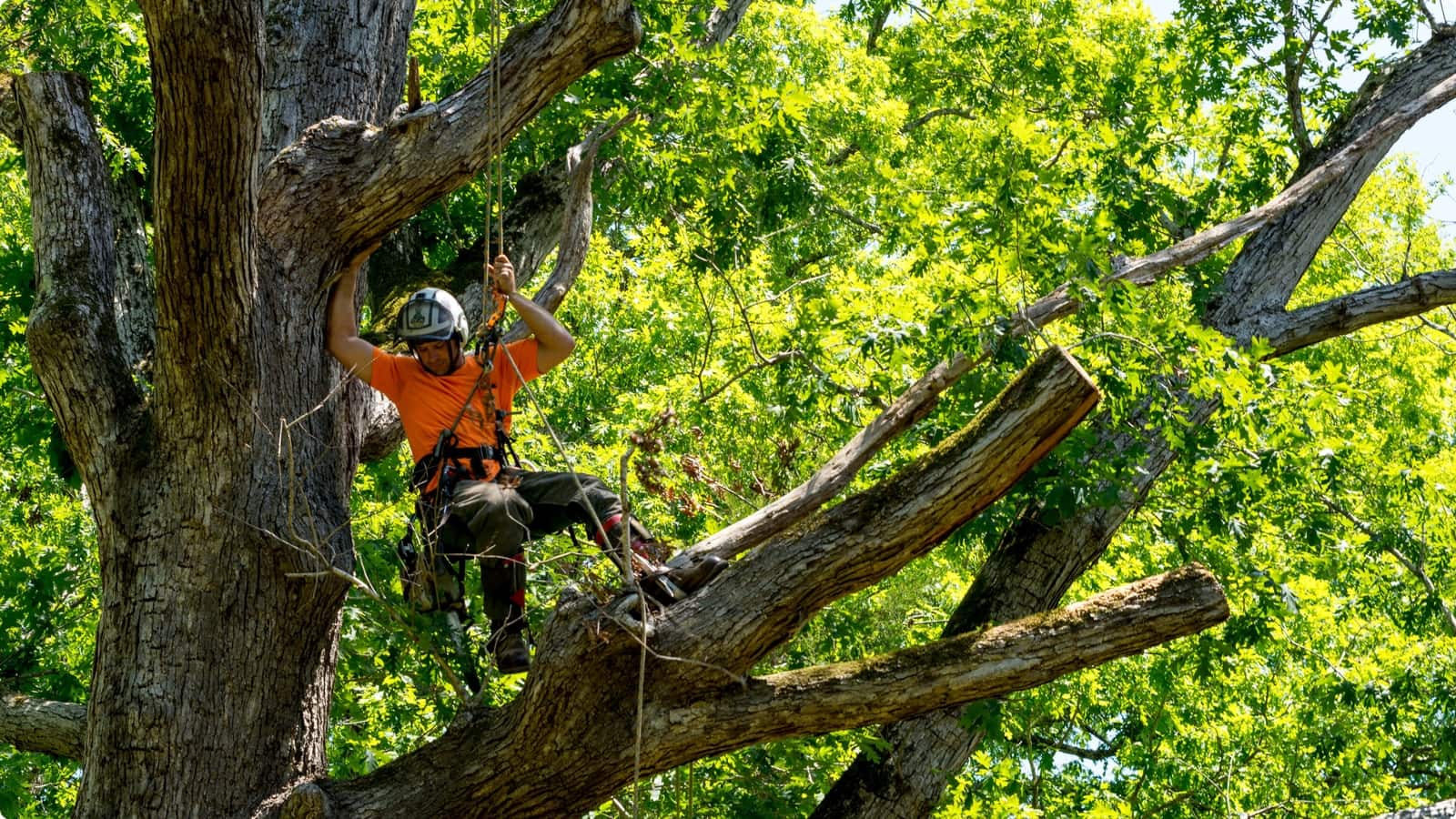 Aerial Tree Service Free Appt & Quote W/ Cleanup
